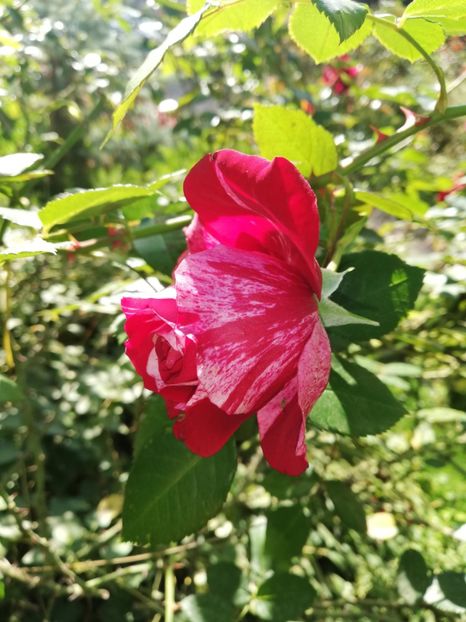  - Gradina octombrie 2020