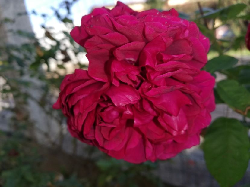  - Gradina octombrie 2020