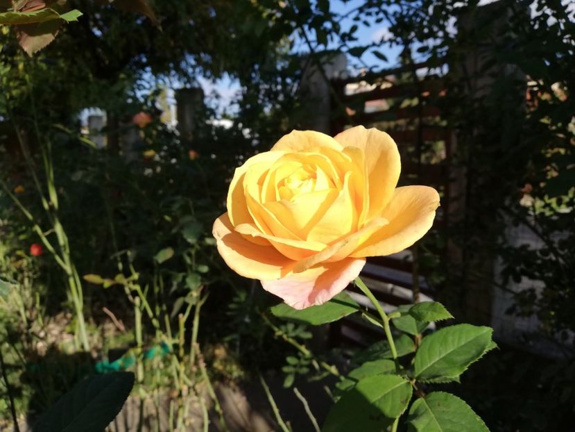  - Gradina octombrie 2020