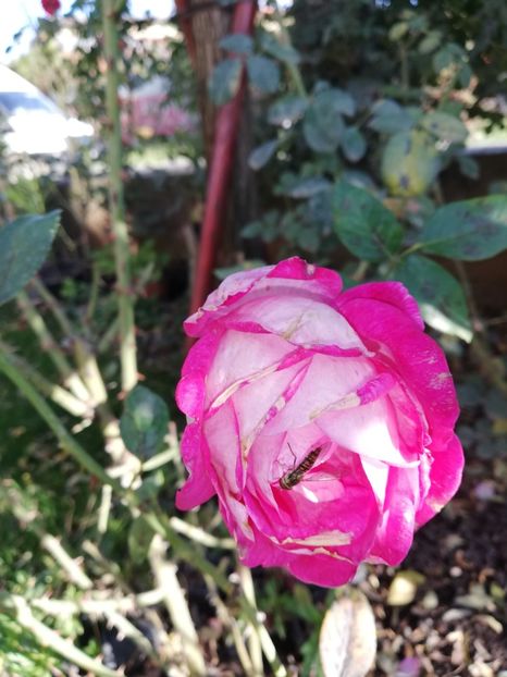  - Gradina octombrie 2020