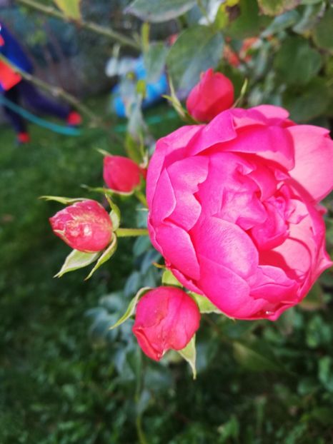  - Gradina octombrie 2020