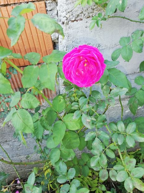  - Gradina octombrie 2020