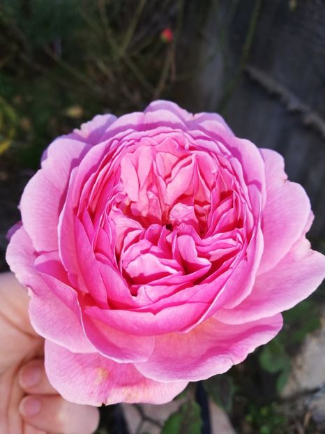  - Gradina octombrie 2020