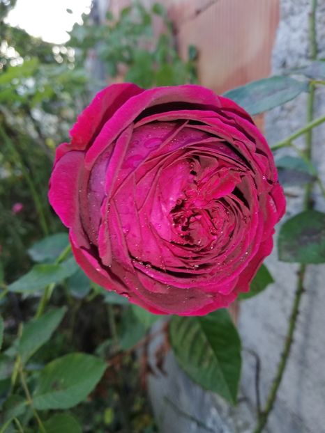  - Gradina octombrie 2020