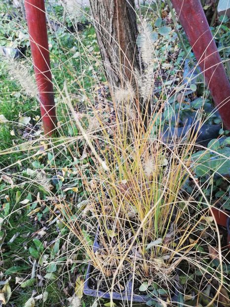  - Gradina octombrie 2020