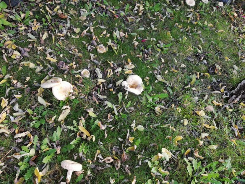  - Gradina octombrie 2020