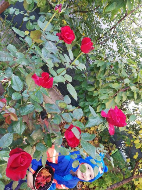  - Gradina octombrie 2020