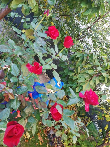  - Gradina octombrie 2020