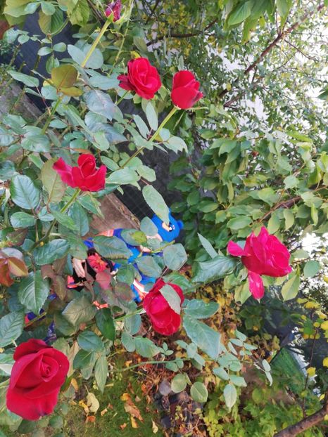  - Gradina octombrie 2020