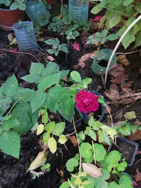  - Gradina octombrie 2020