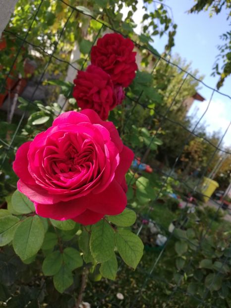  - Gradina octombrie 2020