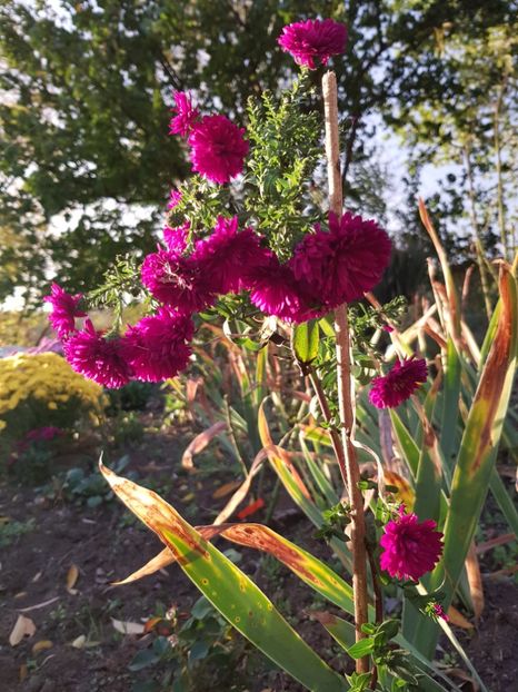 Aster - Crizanteme
