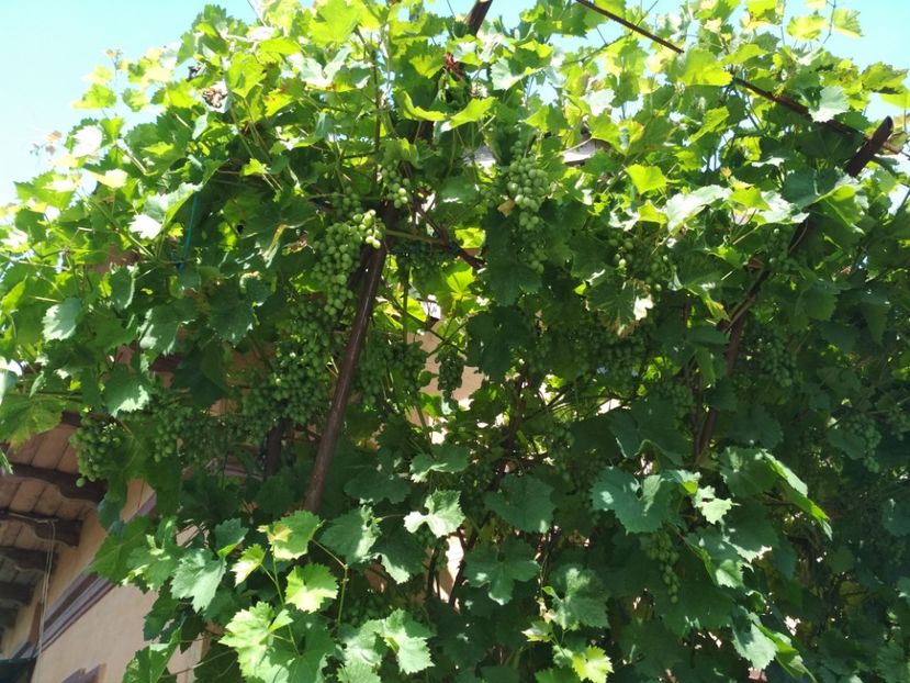 Moldova - P Vita de vie