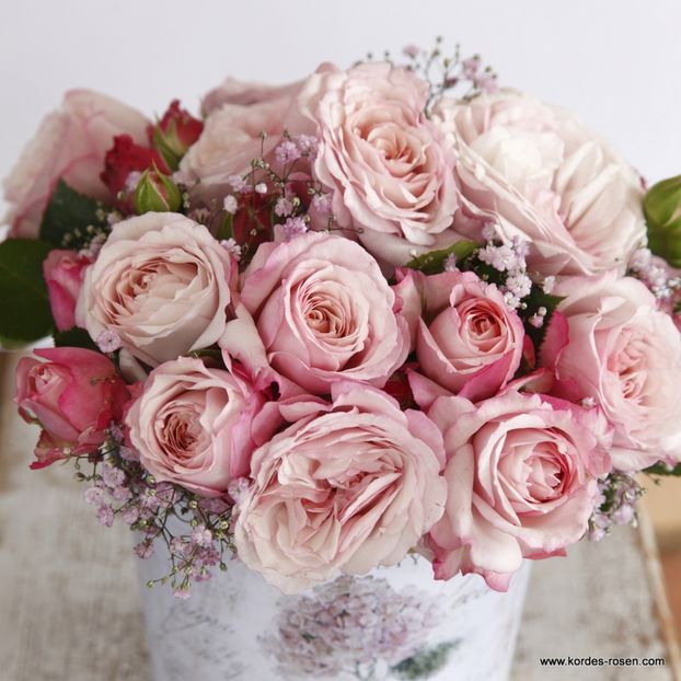 Rosenfaszination_4 - ROSENFASZINATION