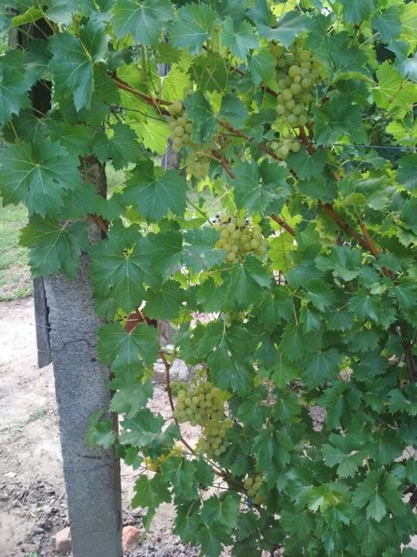 Palatina - P Vita de vie