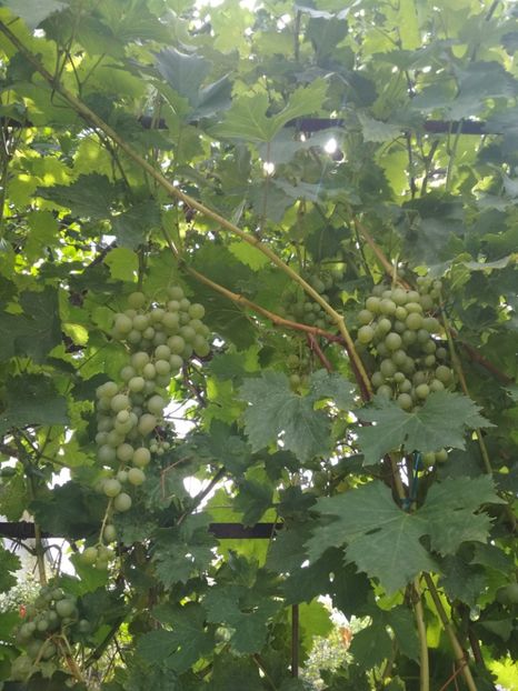 Altoita Ruseasca - P Vita de vie