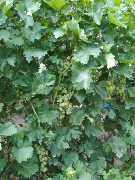 Victoria - P Vita de vie