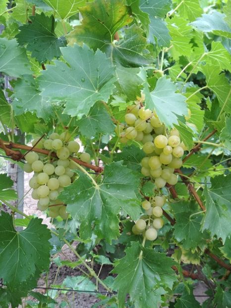 Palatina - P Vita de vie