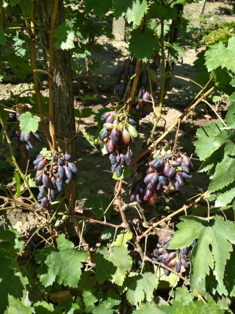 Suvenir - P Vita de vie