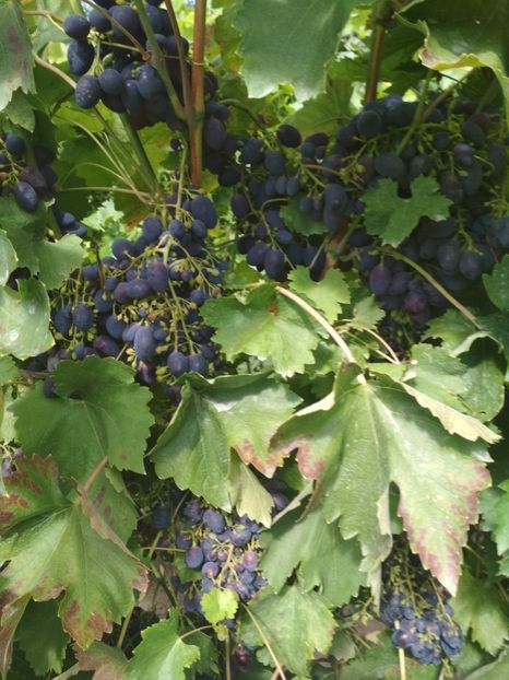 Codreanca - P Vita de vie