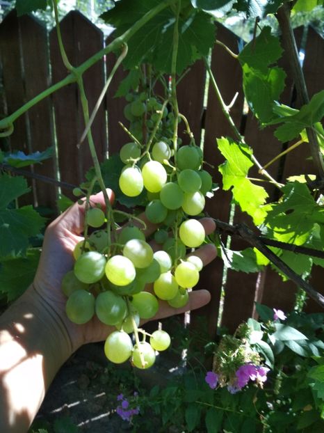 Talisman - P Vita de vie