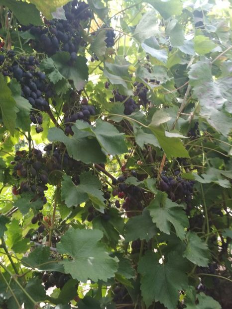 Black Magic - P Vita de vie