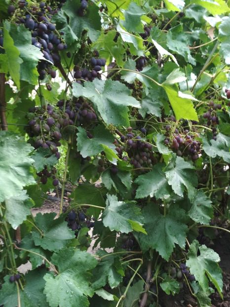 Codreanca - P Vita de vie