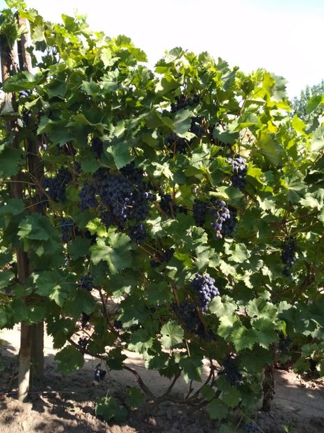 Moldova - P Vita de vie