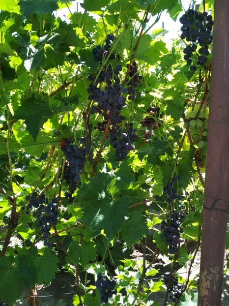 Muscat Bleu - P Vita de vie