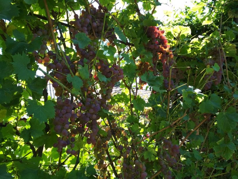 Rosioara - P Vita de vie