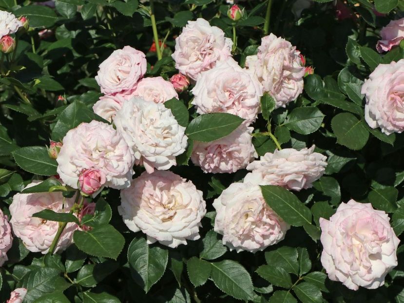 beetrose-rosenfaszination--m0 - ROSENFASZINATION