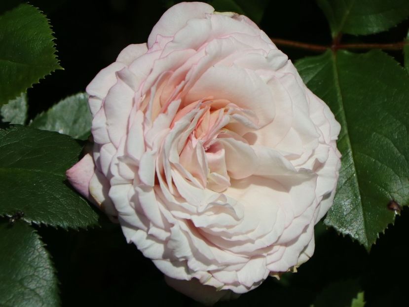 beetrose-rosenfaszination--m099998u - ROSENFASZINATION