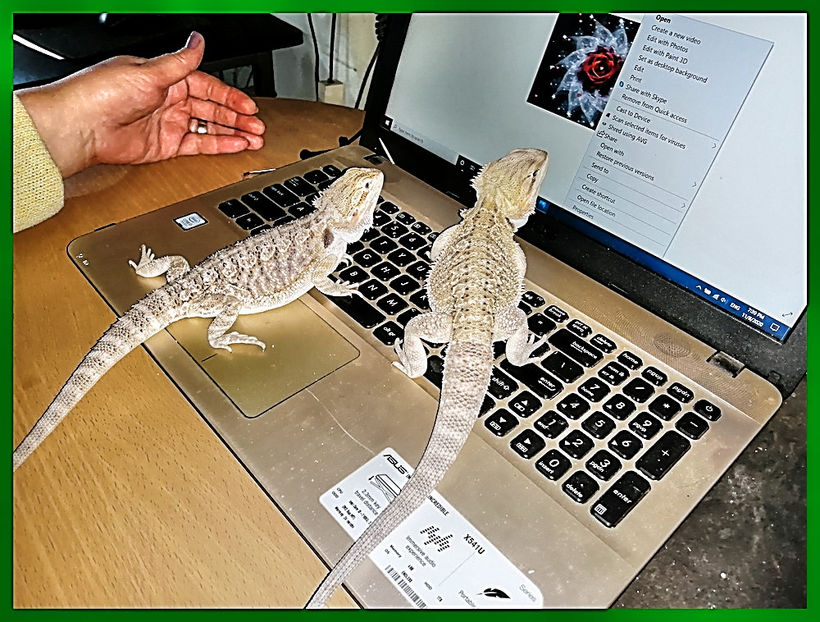 Cu ce pierdeti timpul_tonemapped - REPTILE