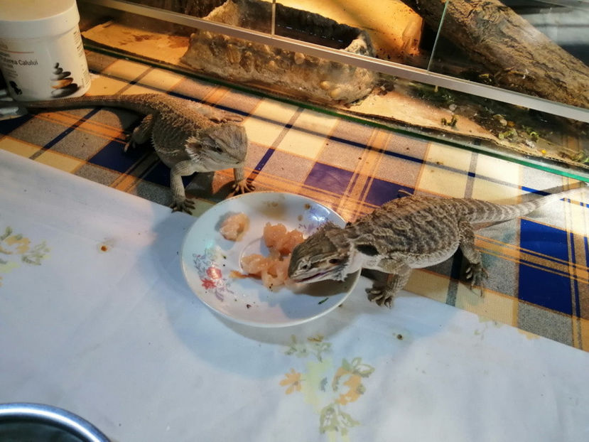  - REPTILE