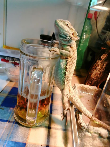  - REPTILE