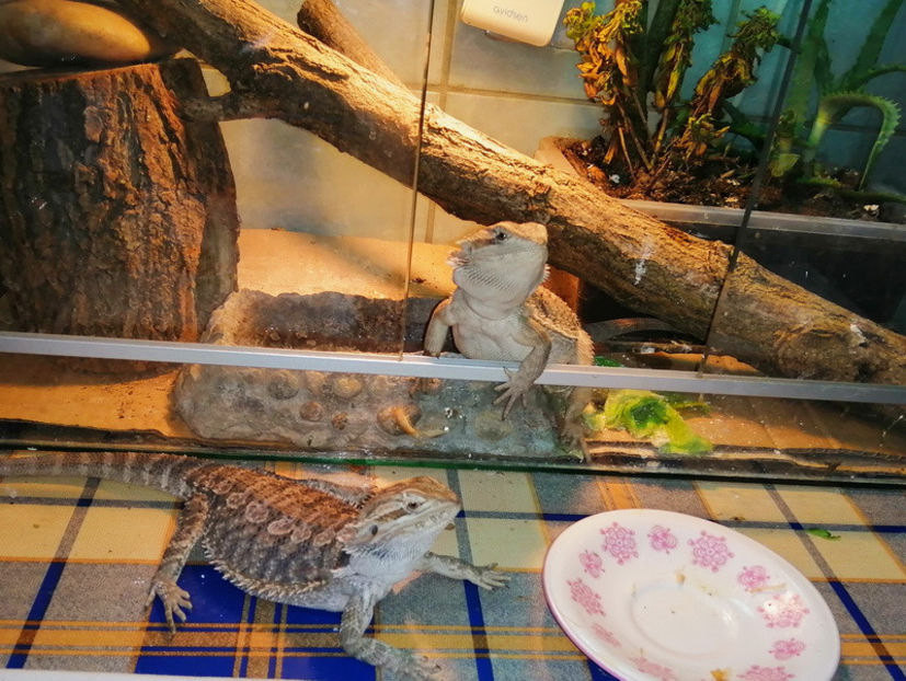  - REPTILE