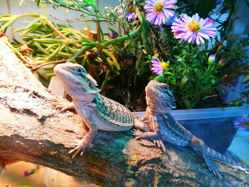 ORA MESEI - REPTILE