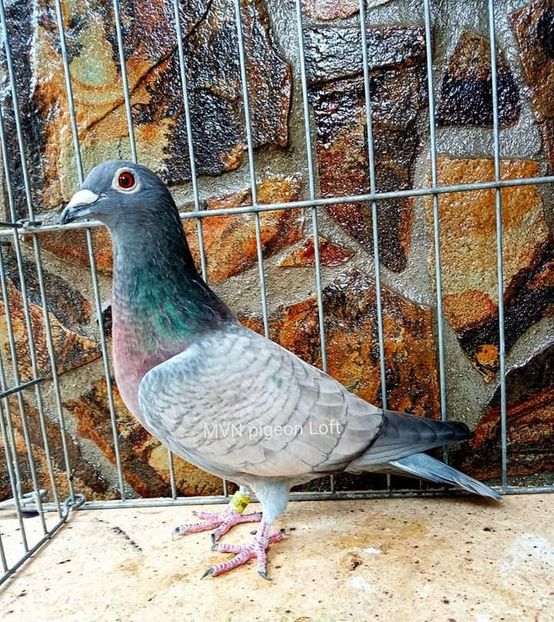  - NU IMI APARTIN ALBUM NR 2