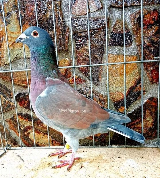  - NU IMI APARTIN ALBUM NR 2