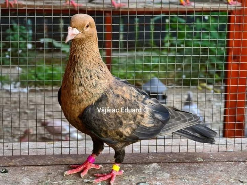  - NU IMI APARTIN ALBUM NR 2