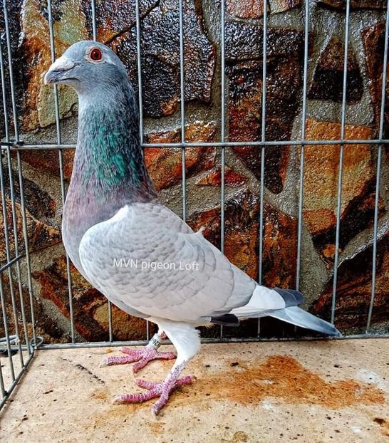  - NU IMI APARTIN ALBUM NR 2