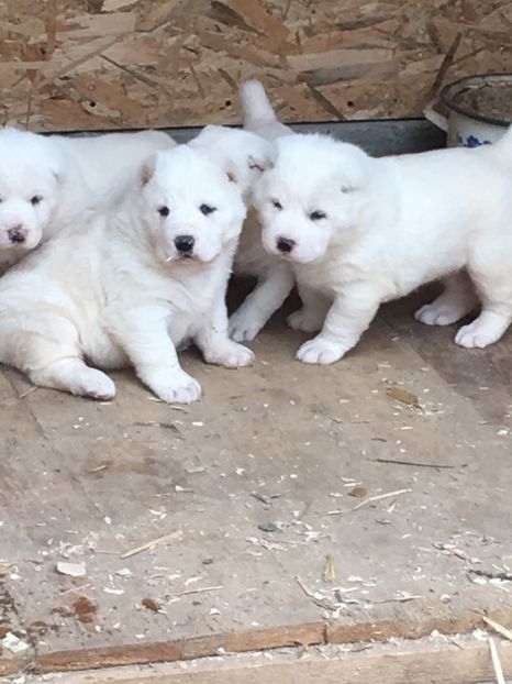 AE65DDF0-4043-4573-A09E-0A8FDCC48227 - Masha