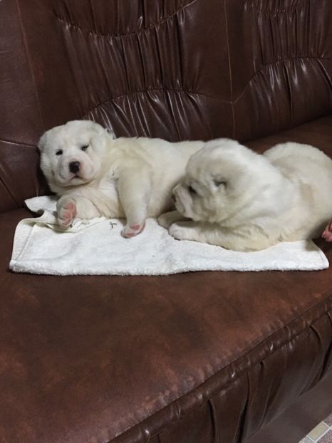 93155E65-03D1-457F-B107-A8A167785B5C - Masha