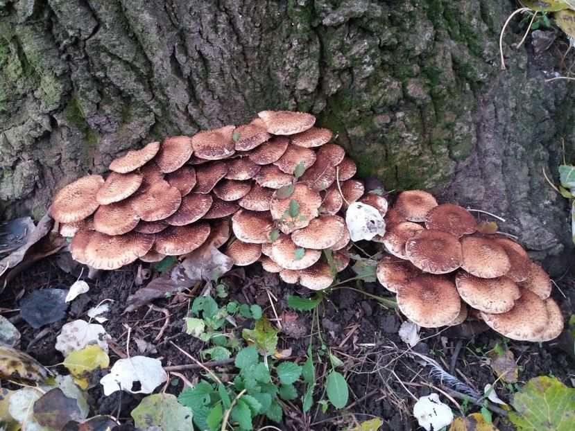  - la cules de ciuperci