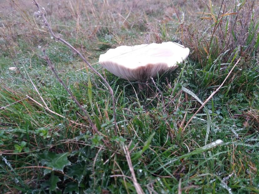  - la cules de ciuperci