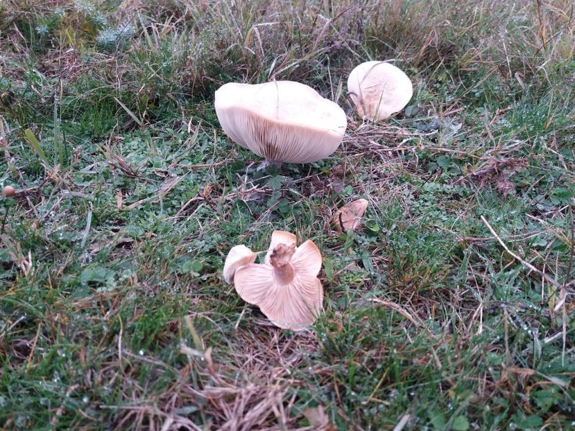  - la cules de ciuperci