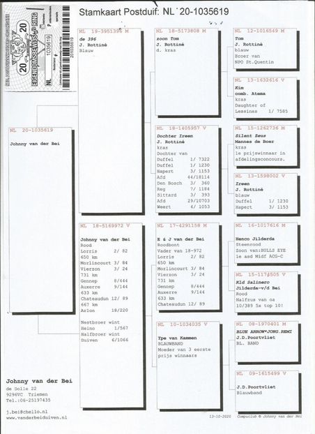 619ped - Porumbei super top 2020 achizitii