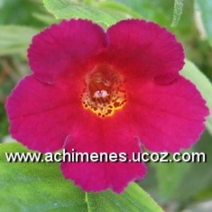 site-Amazing_Grace - Amazing Grace -lucyanna