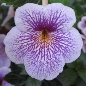 site-Ambroise_Werschaffelt - Ambroise Verschaffelt- cristalesipietre