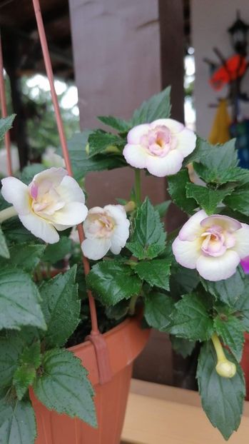  - Alaska Dream - Erika 76